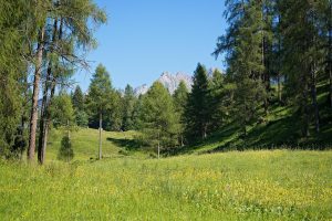 landscape, nature, meadow, trees, mountains, heaven, time out, close to nature, beautiful, austria