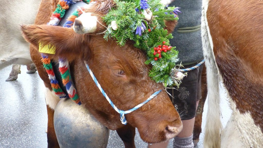 allgau, pfronten, viehscheid, cows, tradition, headdress